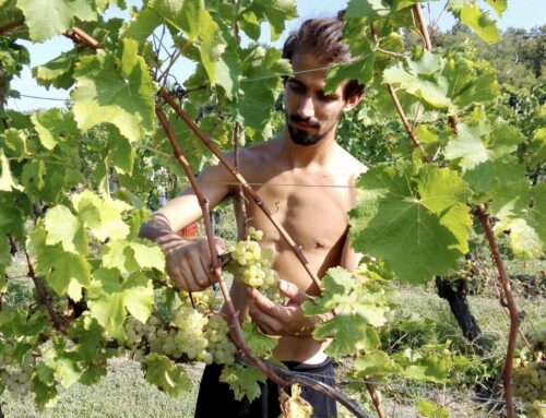 Intervista a Mattia Caruzzi: Sot La Mont e i vitigni autoctoni del Friuli