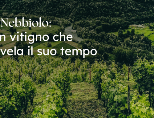 Il Nebbiolo: un vitigno che rivela il suo tempo